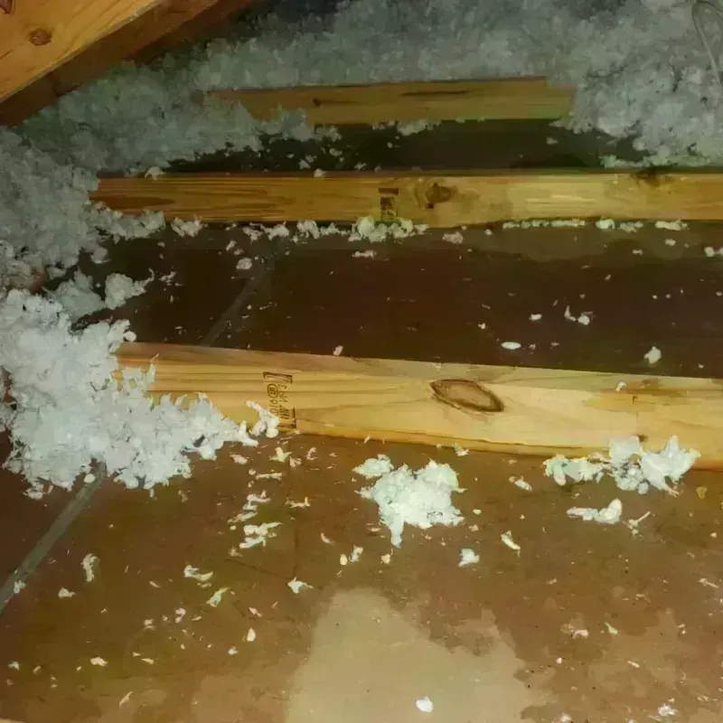 Attic Water Damage in Wilder, KY