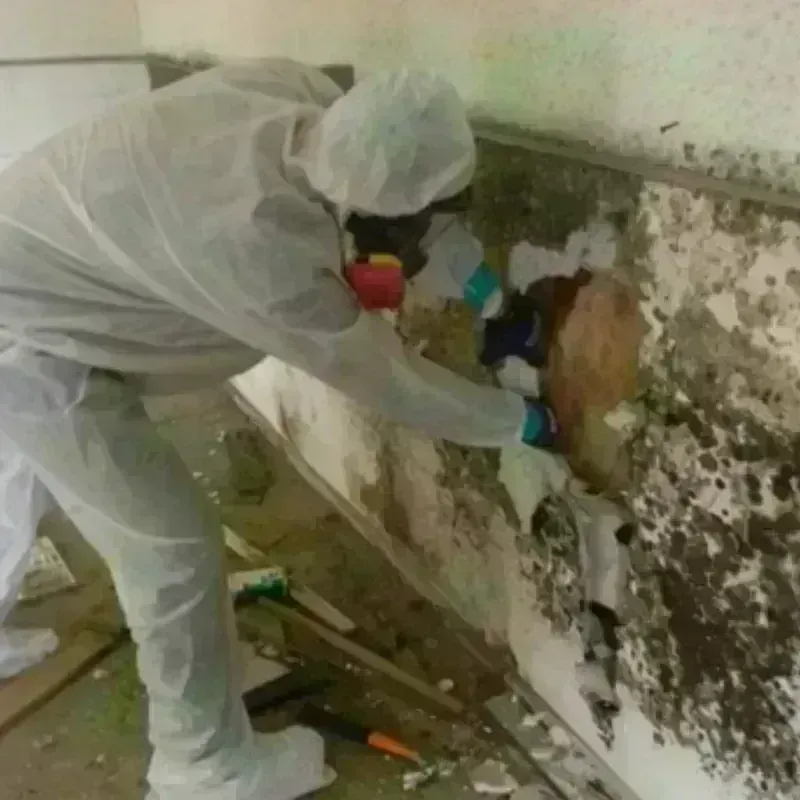 Mold Remediation and Removal in Wilder, KY